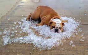 Dog cooling down on ice due to air conditioner overheating